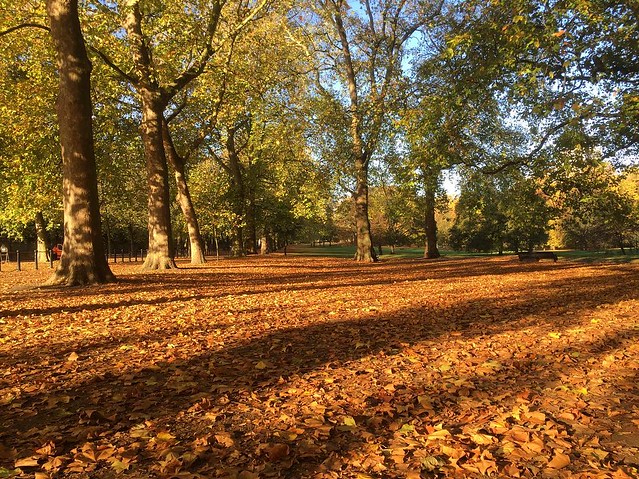 #morningrun #autumn #latergram #london #buckinghampalace #shadows #park #greenpark #leaves