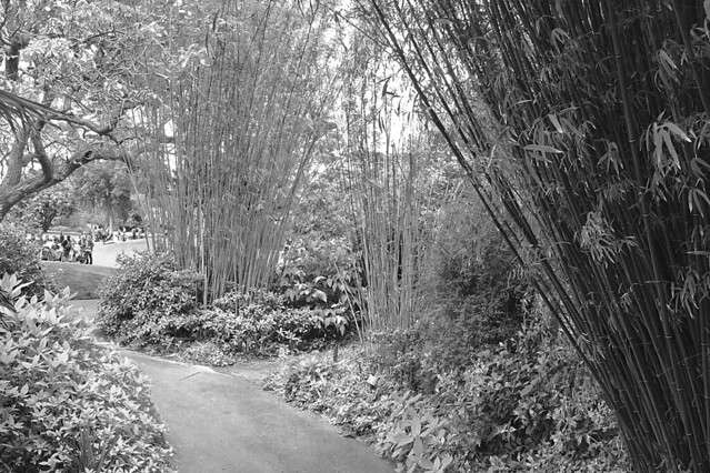 SF Botanical Garden - Bamboo
