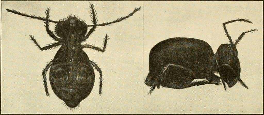 Anselmo Insect Image from page 81 of