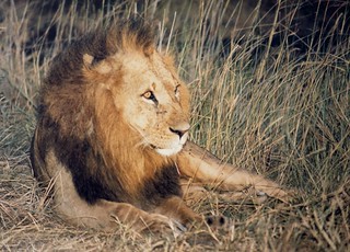 Lion, Nairobi National Park, Kenya