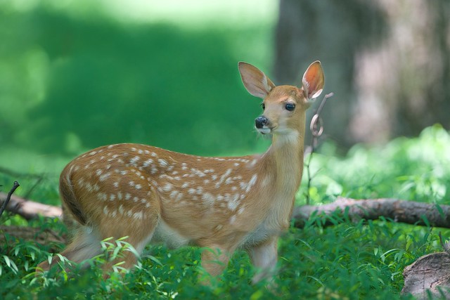 Fawn in the Woods