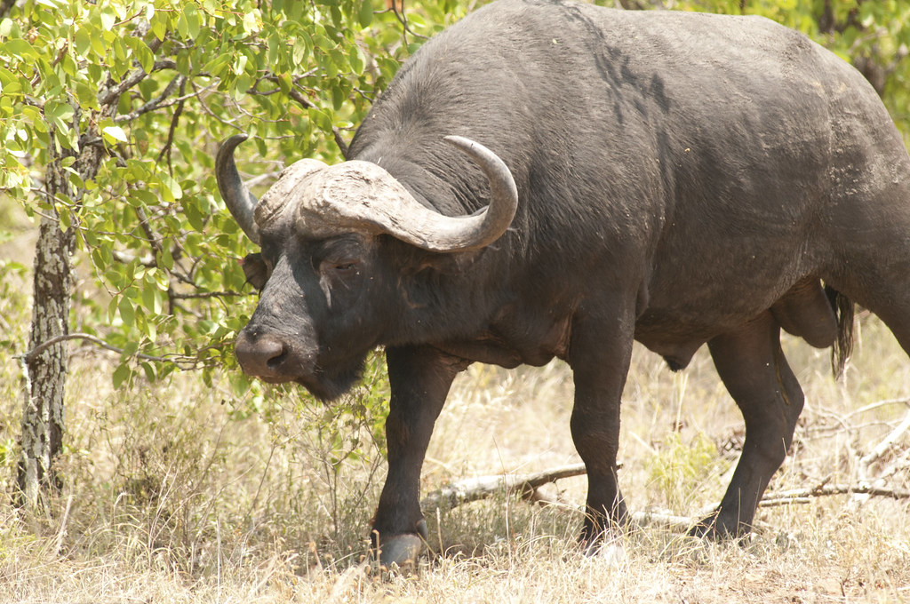 The African buffalo or Cape buffalo (Syncerus caffer), Krü… | Flickr