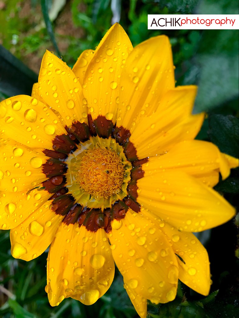 Water droplets on sunflower