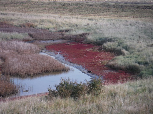Red Samphire, off seawall on River Crouch SWC Walk 162 North Fambridge to Burnham-on-Crouch