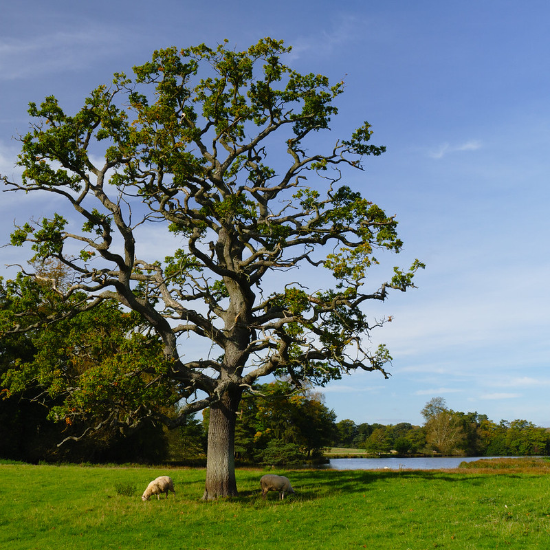 Sheep grazing under oak tree