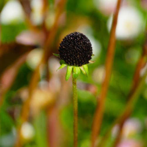 Going, gone: cone flower petals