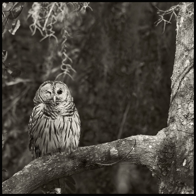 Barred Owl #2 2016; Winky Winky