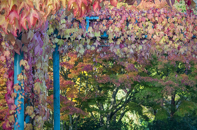 Fall Vines at Hawthorne Park