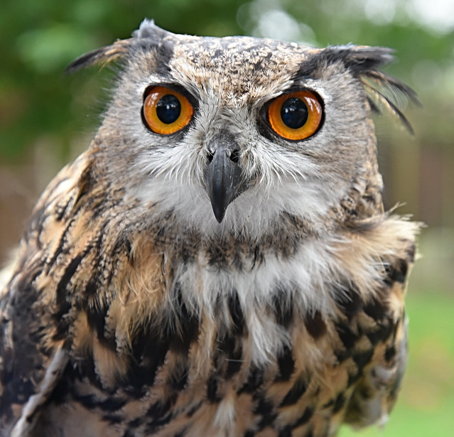 Bengal Owl