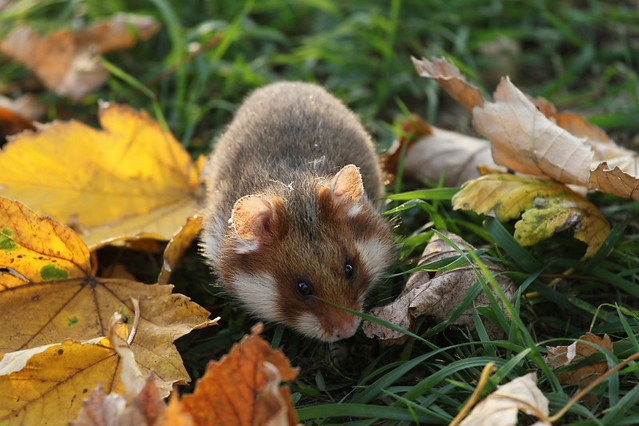 Wild hamster in the fall