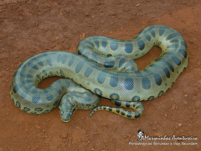SUCURI (Eunectes murinus) #0006 - a famosa Anaconda (SUCURI Snake - the famous Anaconda)
