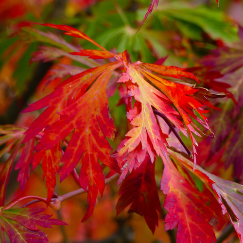 Colours of autumn: Japanese acer, Bantock Park