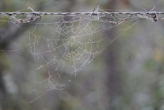 Barbed web
