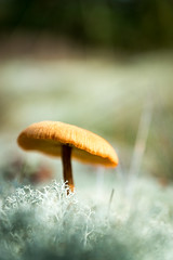 Lonely Little Mushroom