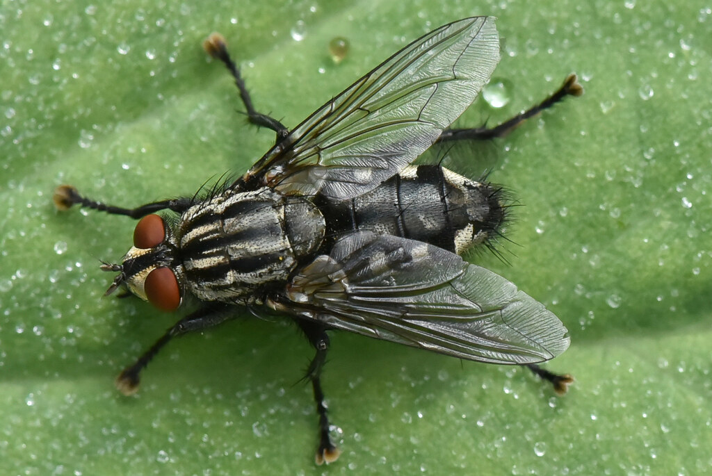Sarcophagidae  Sarcophaga - Mouche à damier – Flesh Fly