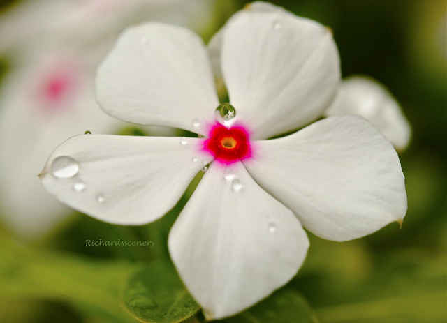 White flower, dew drop _DSC0411