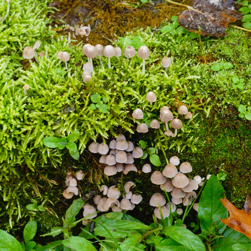 Fairies bonnet inkcaps on a mossy wall