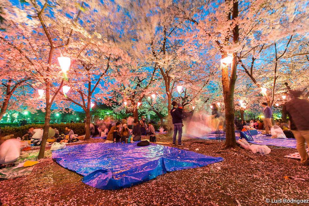 Hanami nocturno en el parque Tsuruma de Nagoya