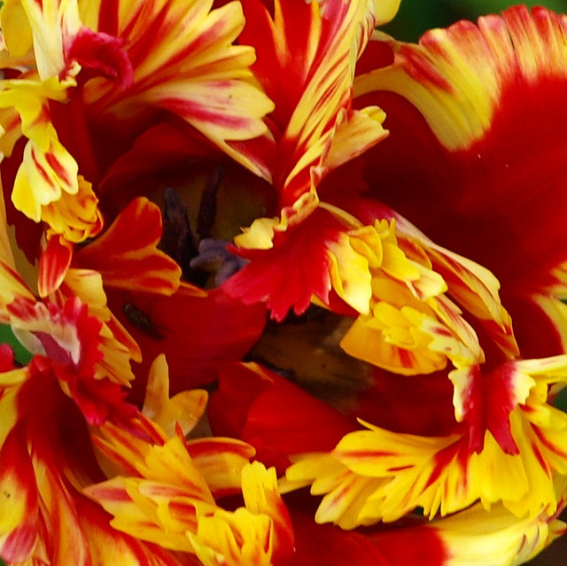 Tulip in red and yellow