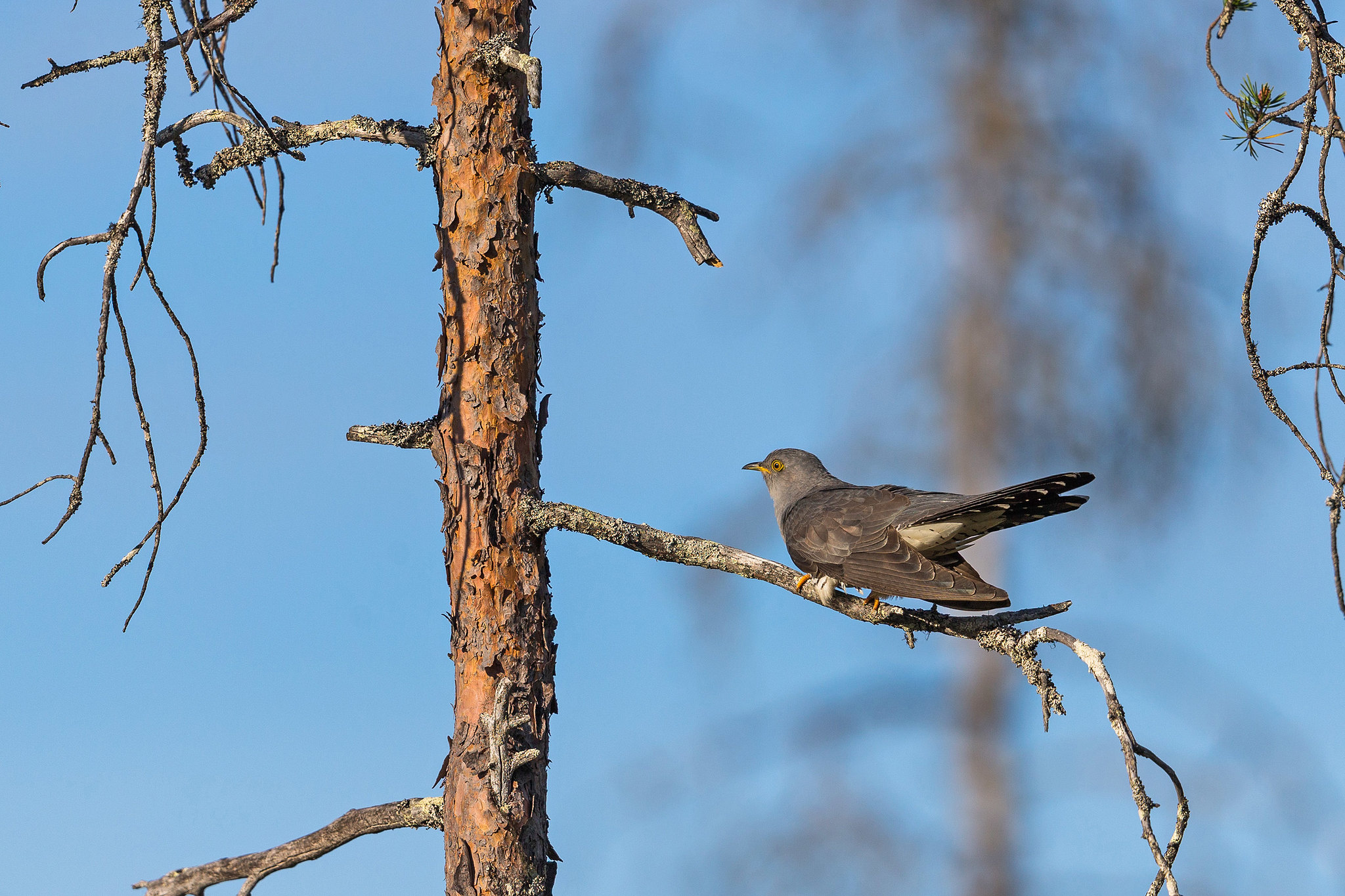Common Cuckoo - Bears in Finland