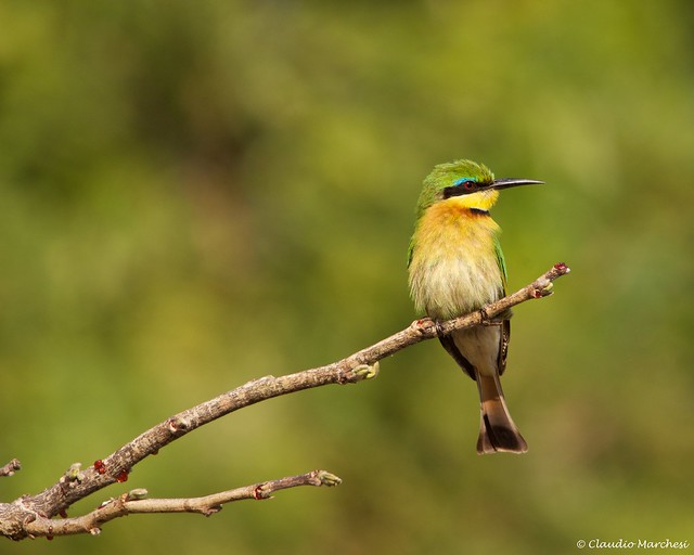 IMGP6309 Little Bee Eater right profile