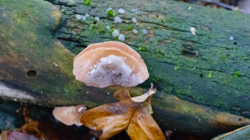 Ear fungus, very pale