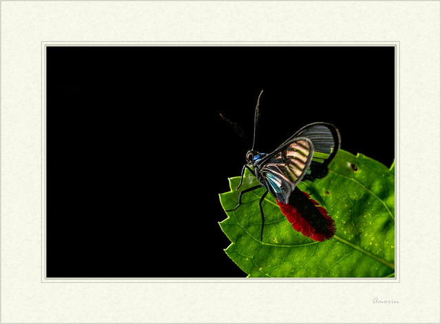 Dinia eagrus - Scarlet-tipped Wasp