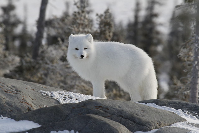 Arctic fox (Vulpes Lagopus) in white winter coat, squinting while standing on a large rock