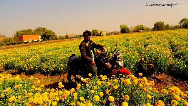 Getting clicked in Marigold flowers' fields