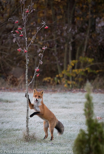 Fox Eating Raspberry Red Fox eating rowan berries | Red Fox eating rowan berries | Flickr