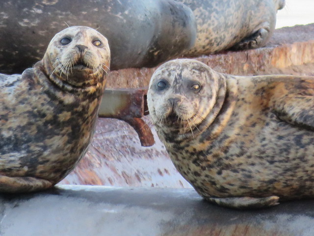 Local  Harbour  Seals