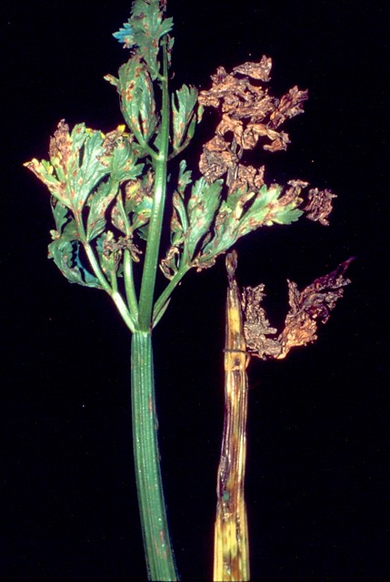 Celery (Apium graveolens): Late blight (Septoria leaf spot) caused by Septoria apii