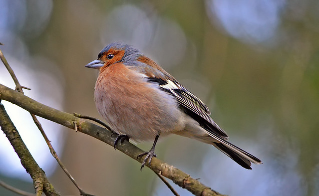 Common chaffinch (male).
