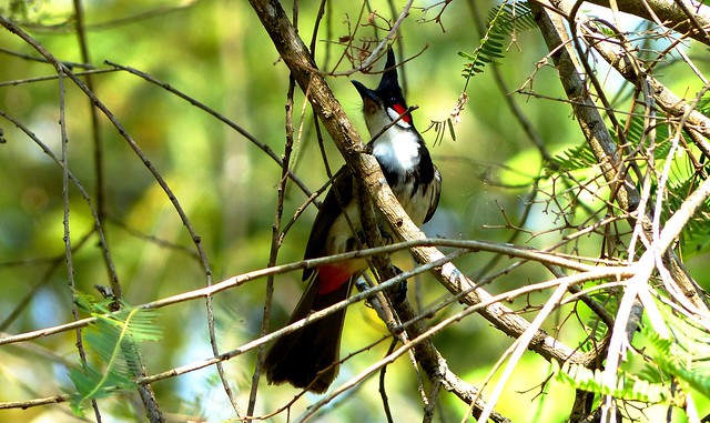 Red-whiskered bulbul - Silent Valley National Park