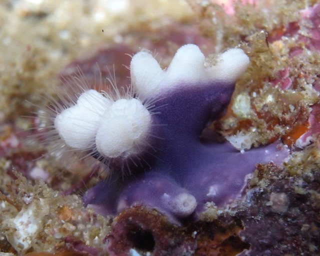 Purple soft coral?, Raja Ampat
