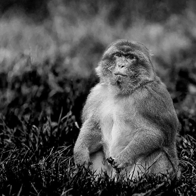 barbary macaque at Trentham Gardens