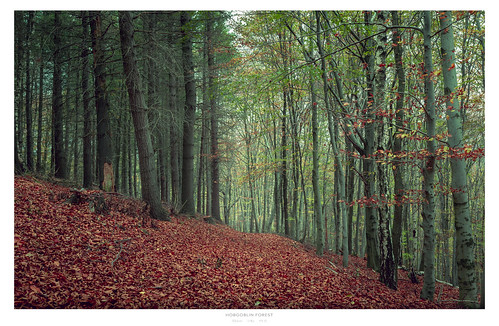 forest hobgoblin landscape erzgebirge sachsen wald nikond810 sigmalens saxony germany oremountains wood nature outdoor