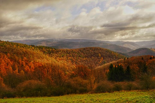 rheinlandpfalz deutschland landscape germany foret forest wald wälder tree fall herbst autumn eifellandschaft eifel