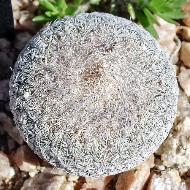 Button cactus