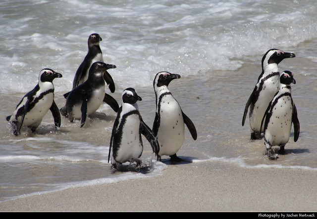 Penguins, Boulders Beach, Simon's Town, South Africa