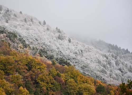 neve alberi bosco autunno inverno roberto1956 nikon d5500 montagna