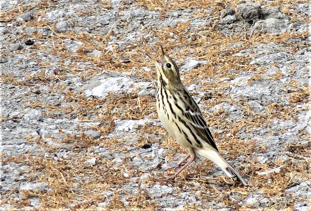 Calling Red-throated Pipit, San Joaquin Marsh