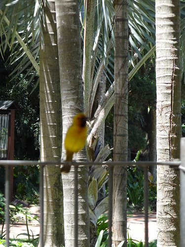 Durban Botanical Gardens
