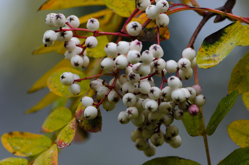 White berries, rowan, Bridgnorth