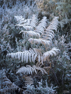 Frosted Fern
