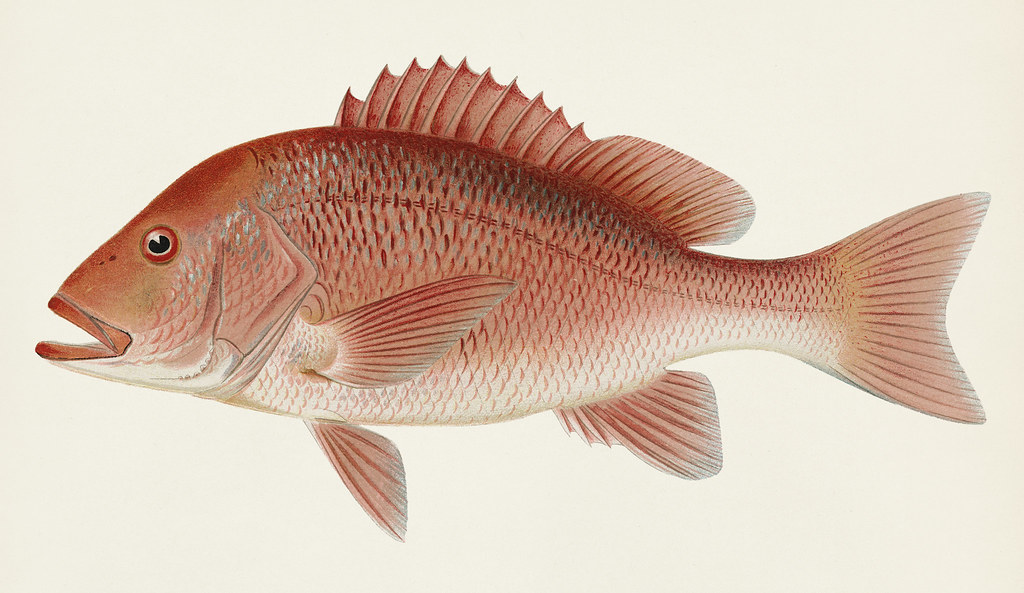 Snapper Flickr Red Snapper (Neomaenis Blackford) illustrated by Sherman F… | Flickr