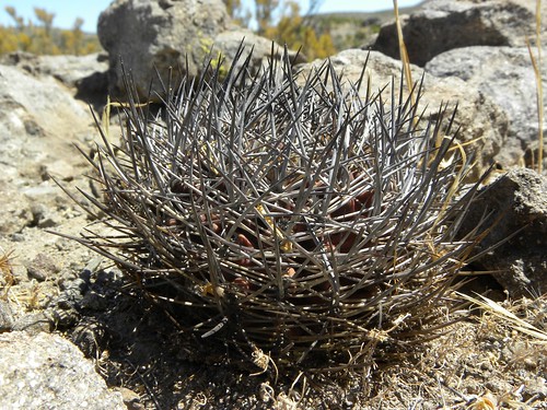 cacti cactus chile combarbala combarbalensis coquimbo curvispinus fnrrb2173 horridocactus ka3496s kakteen kaktus rb2173 reise standort topxpflanze vortrag1 vortrag2