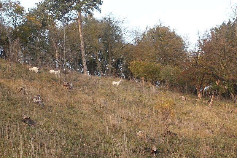 The goats in the Gully