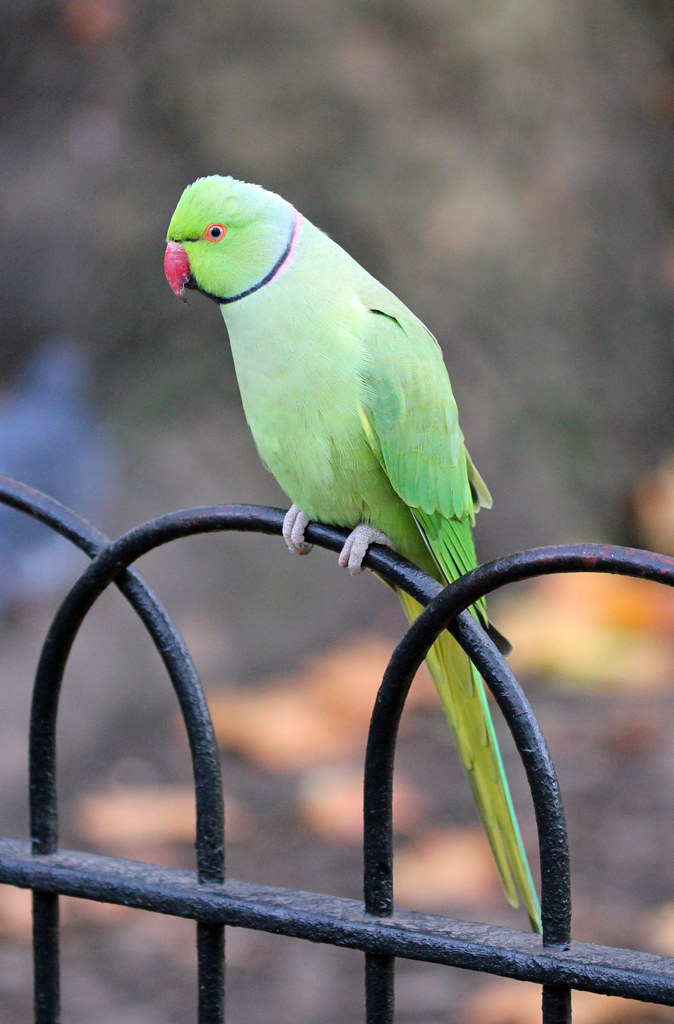 Happy Parakeet Fence Friday!