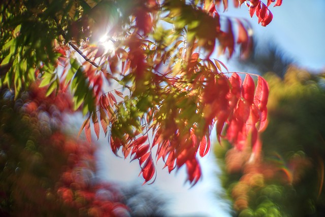 Symphony of autumn colors